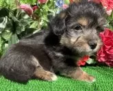 ウェルシュ・コーギー・ペンブローク【東京都・男の子・2024年12月10日・ブラックタン&ホワイト ブラックヘッド予想】の写真4