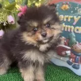 ポメラニアン【東京都・女の子・2025年10月25日・ブラックタン】の写真5