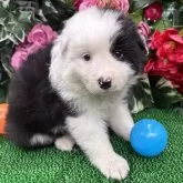 ボーダーコリー【東京都・女の子・2025年5月1日・ブラック/ホワイト】の写真5