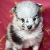 シェルポメ(ポメラニアン×シェルティ)【東京都・女の子・2025年10月10日・ブルーマール/ホワイト】の写真7