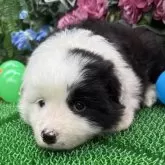 ボーダーコリー【東京都・女の子・2025年5月1日・ブラック/ホワイト】の写真6