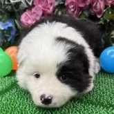 ボーダーコリー【東京都・女の子・2025年5月1日・ブラック/ホワイト】の写真7