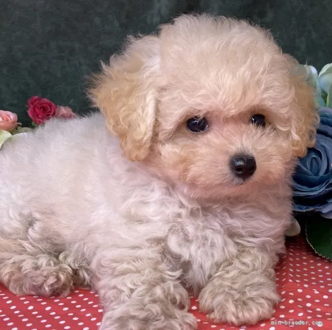ID：2108-02206の子犬