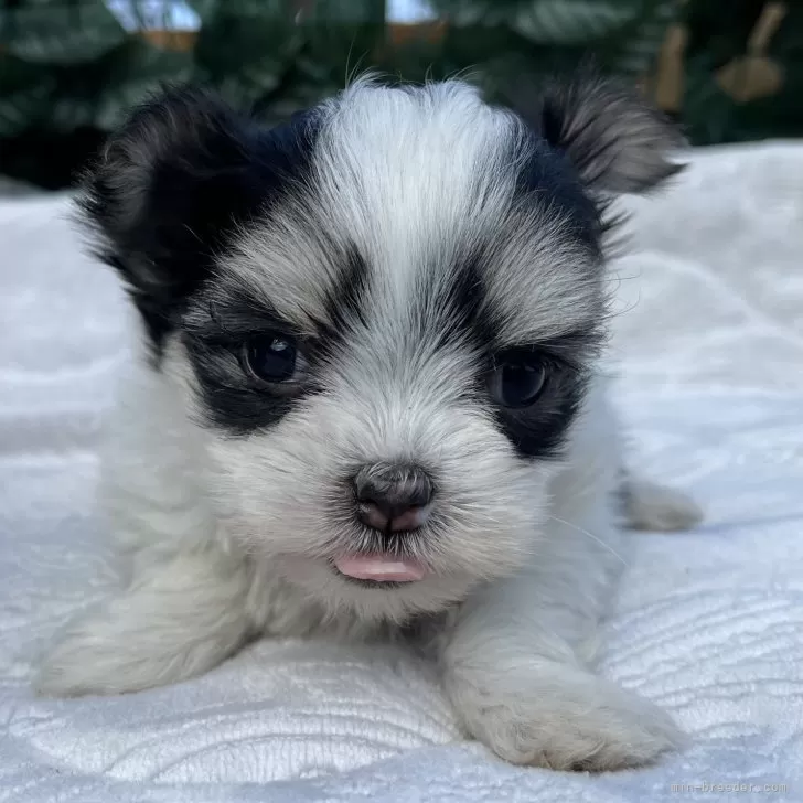 ID：2403-01155の子犬