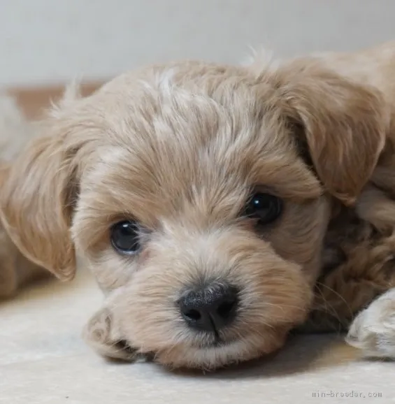 ID:1906-02448の子犬