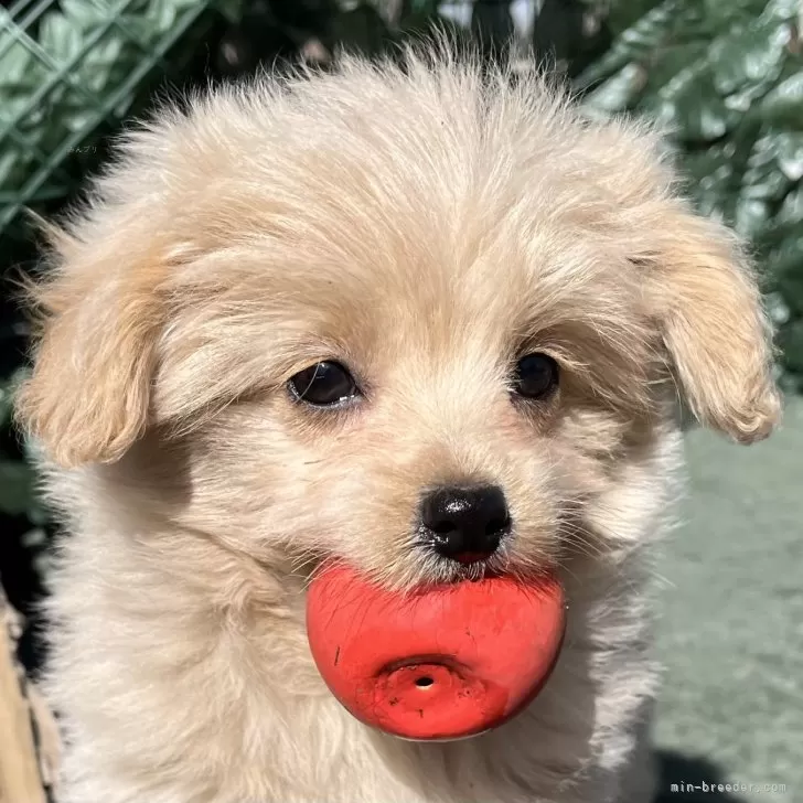 ID：2403-02111の子犬