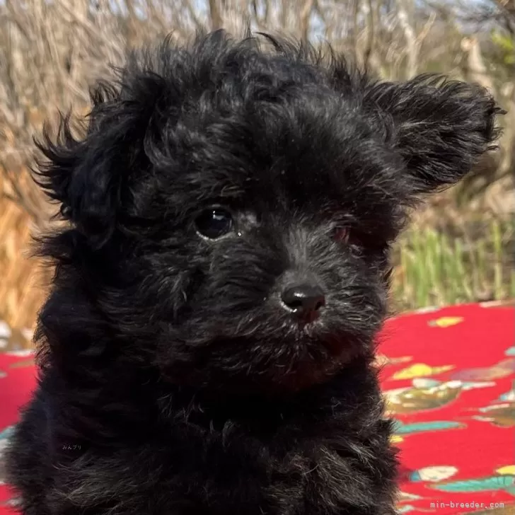 ID:2404-00483の子犬