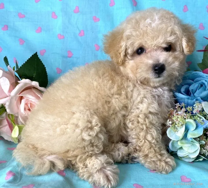 ID:2108-02457の子犬