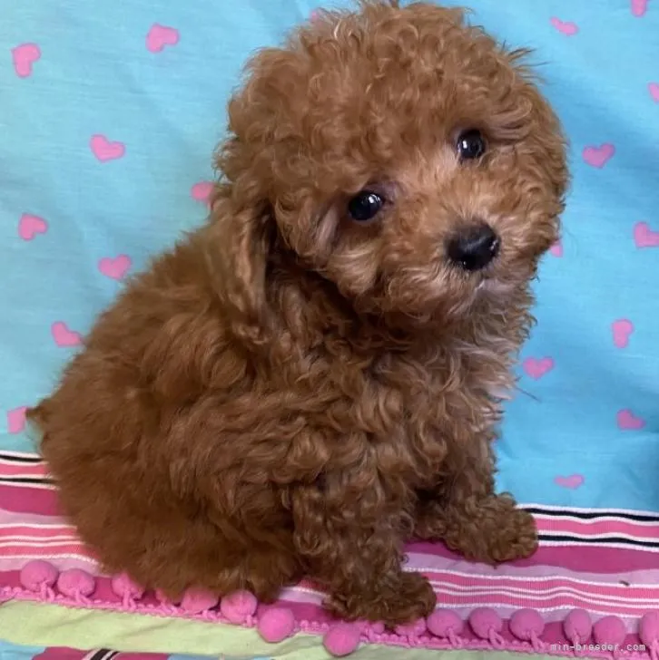 ID：2210-02349の子犬