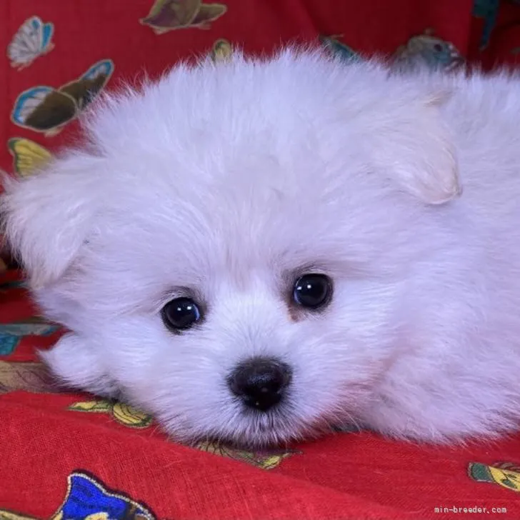 ID：2205-00991の子犬