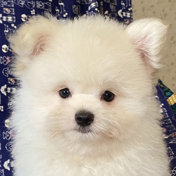 マルポメ(ポメラニアン×マルチーズ)【東京都・男の子・2022年5月6日・クリーム/ホワイト】の写真「ポメラニアン寄りで毛量豊かな高級ポメマルくん。」