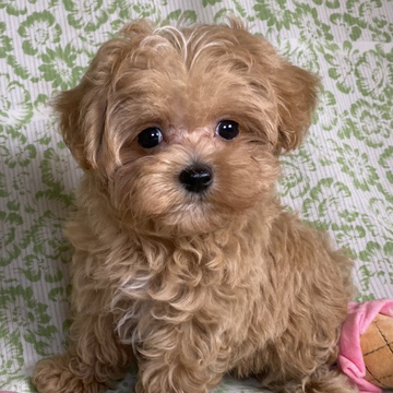 ポメラニアン×マルチーズ【東京都・女の子・2022年6月14日・アプリコット】の写真「小柄で元気いっぱい可愛いマルプーちゃん🎀🤗。」