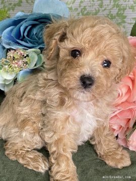 トイプードル×ビションフリーゼ【東京都・男の子・2021年2月21日・アプリコット/ホワイト】の写真「表情豊かで楽しく、優しく穏やかな癒し系の男の子🤗。」