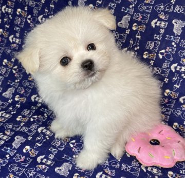 ポメビション(ポメラニアン×ビションフリーゼ)【東京都・男の子・2022年3月21日・クリーム/ホワイト】の写真「フワフワモコモコで超可愛い、愛嬌たっぷりの男の子🤗」