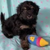 トイプードル(トイ)【東京都・女の子・2022年5月4日・ブラックタン】の写真1