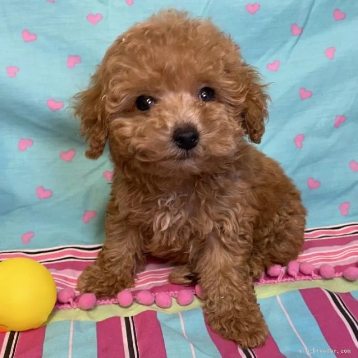 ID:2210-01927の子犬