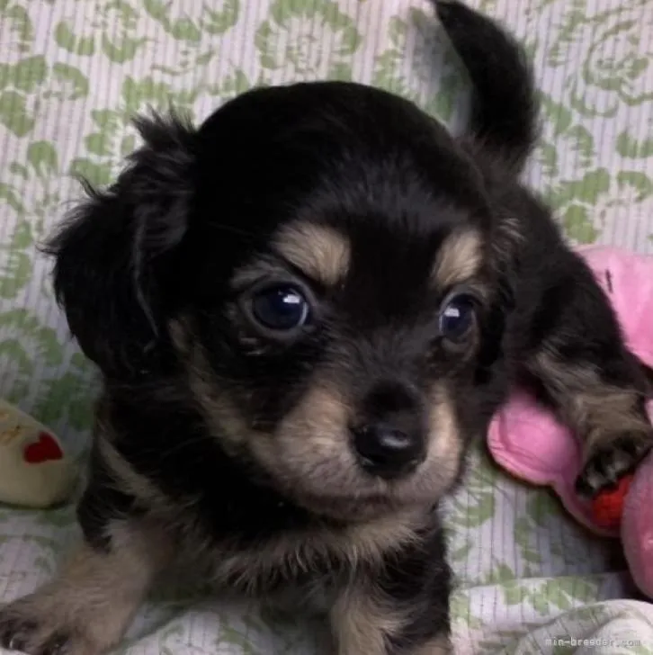 ID：2209-00881の子犬