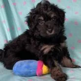 トイプードル(トイ)【東京都・女の子・2022年5月4日・ブラックタン】の写真3