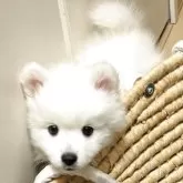 日本スピッツ【愛知県・男の子・2025年10月24日・ホワイト】の写真11