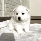 日本スピッツ【愛知県・女の子・2025年10月24日・ホワイト】の写真14