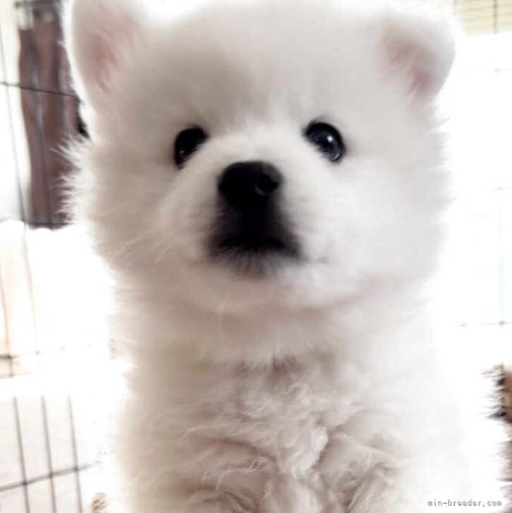 ブリーダー画像