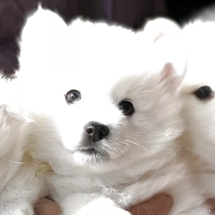 日本スピッツ【愛知県・男の子・2025年10月24日・ホワイト】の写真1「涙やけもほぼなく、真っ白でモフモフな男のコ🩷成長が期待❤️」