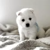 日本スピッツ【愛知県・女の子・2025年10月24日・ホワイト】の写真2