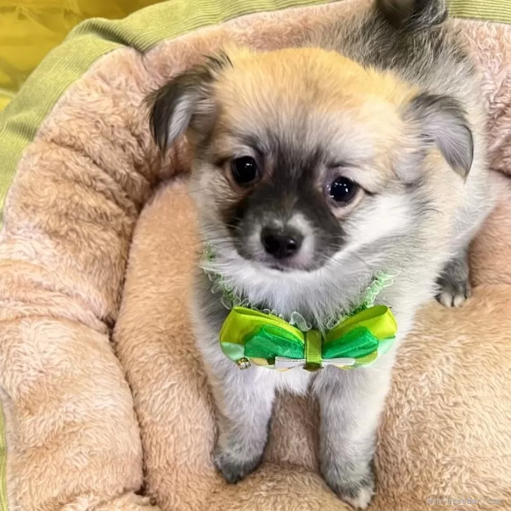 ID:2501-06636の子犬