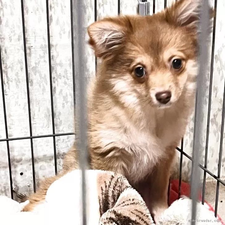 ID:2501-06646の子犬