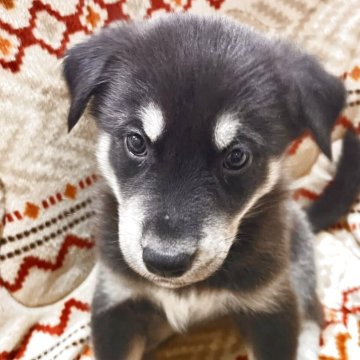 ミックス(シベリアンハスキー×ゴールデンレトリバー)【北海道・男の子・2025年9月19日・ホワイト&ブラック】の写真「希少種です」