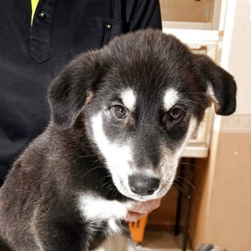 ミックス(シベリアンハスキー×ゴールデンレトリバー)【北海道・女の子・2025年9月18日・ホワイト&ブラック】の写真「希少種です」