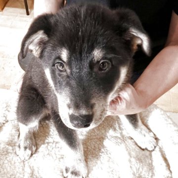 ミックス(シベリアンハスキー×ゴールデンレトリバー)【北海道・男の子・2025年9月19日・ホワイト&ブラック】の写真「希少種です」