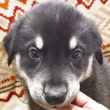 ミックス(シベリアンハスキー×ゴールデンレトリバー)【北海道・男の子・2025年9月19日・ホワイト&ブラック】の写真「希少種です」