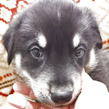 ゴールデンハスキー【北海道・男の子・2025年9月18日・チョコレートブラック】の写真「超レアな犬種です」