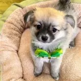 チワプー(チワワ×トイプードル)【北海道・女の子・2024年12月1日・セーブル】の写真1