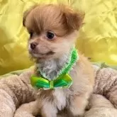 チワプー(チワワ×トイプードル)【北海道・男の子・2024年12月1日・オレンジ】の写真1