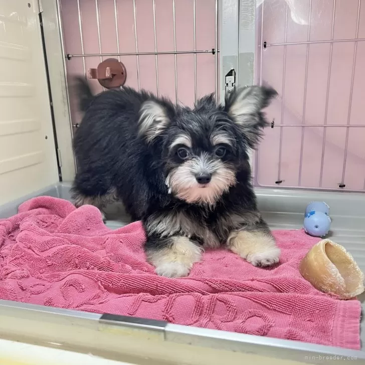 ID：2401-03695の子犬