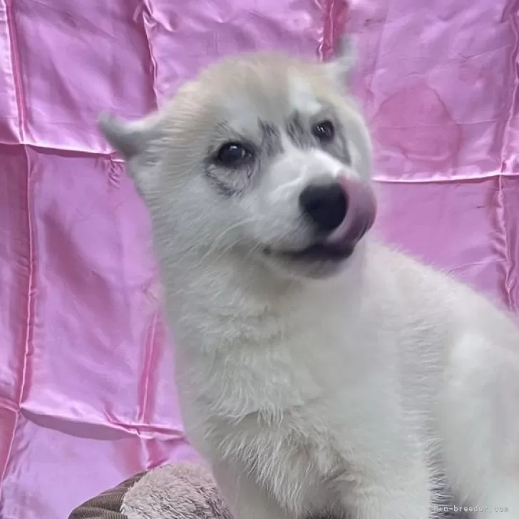 ID：2405-02127の子犬