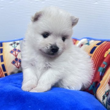 ポメラニアン【北海道・男の子・2024年7月2日・クリーム】の写真「両親共に毛量が有り、血統を受け継いでいます」