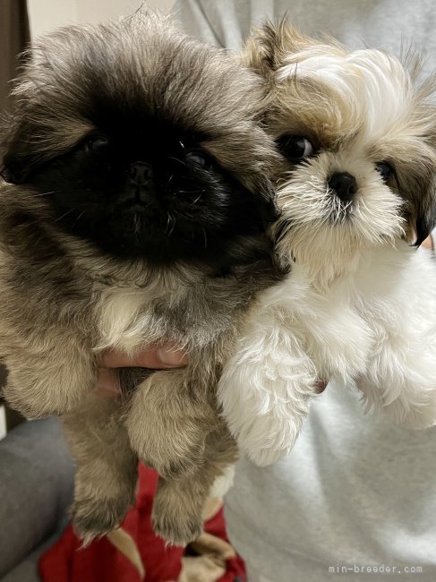 北城　布佐子(きたじょう　ふさこ)ブリーダー(青森県・トイプードルなど・JKC登録)の紹介写真2