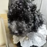 トイプードル(トイ)【青森県・男の子・2025年7月8日・ブラック】の写真6