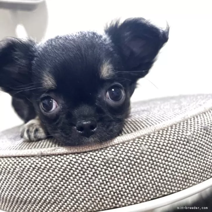 ID：2504-02925の子犬