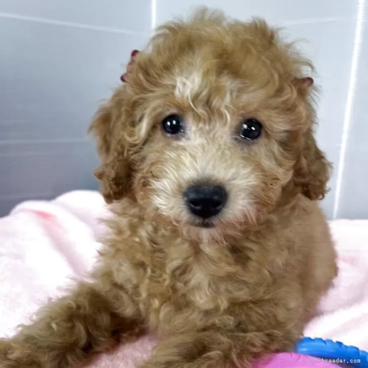ID:2503-06710の子犬