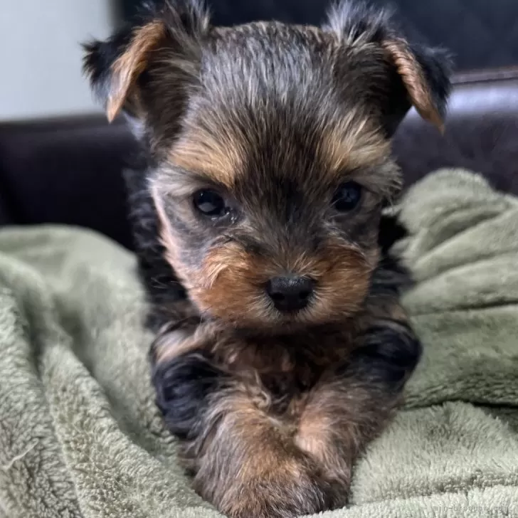 ID：2502-04266の子犬