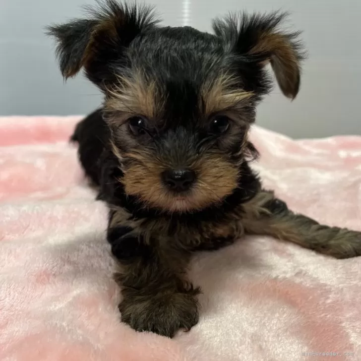 ID:2502-04493の子犬