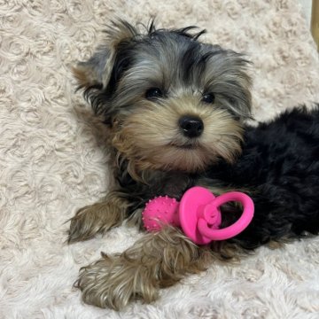 ヨークシャーテリア【青森県・男の子・2025年8月7日・スティール・ブルータン】の写真「パッチリお目目👀」