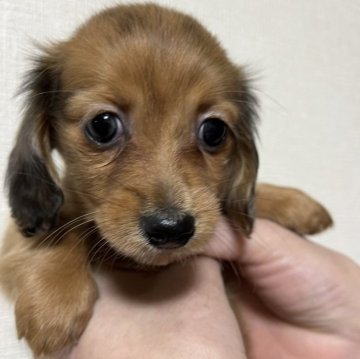 ミニチュアダックスフンド(ロング)【青森県・女の子・2025年10月13日・レッドダップル】の写真「🎄パッチリお目目が魅力的🎄」