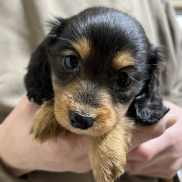 ミニチュアダックスフンド(ロング)【青森県・女の子・2025年10月13日・ブラックタン】の写真「💓美人ちゃん💓」