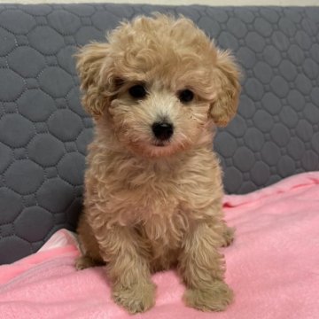 トイプードル(トイ)【青森県・女の子・2025年8月19日・オレジフォーン】の写真「美人一直線❣️」