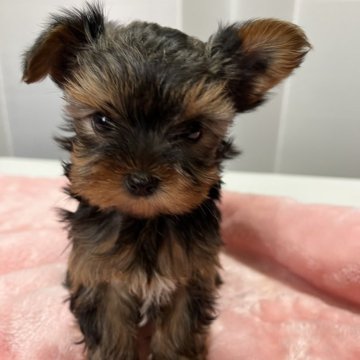 ヨークシャーテリア【青森県・女の子・2025年1月11日・スティールブルー・タン】の写真「小さな美人❣️」